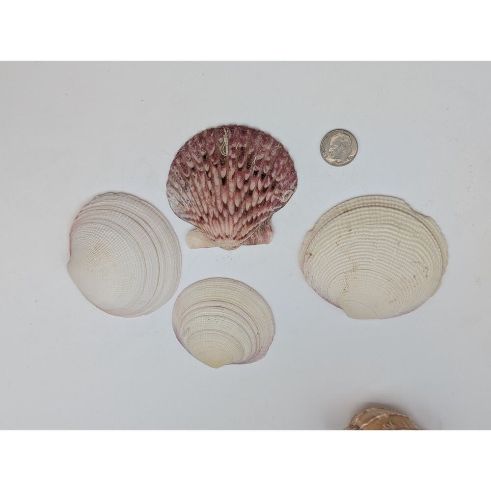 Four Sea Shells - Picture 7 of 7